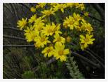 Gazania krebsiana - Twaalfuurkop * 2592 x 1944 * (6.0MB)